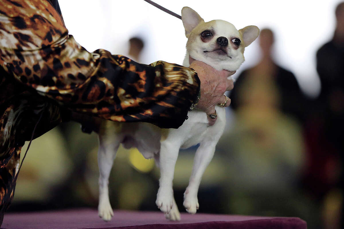 137th annual Westminster Kennel Club Dog Show