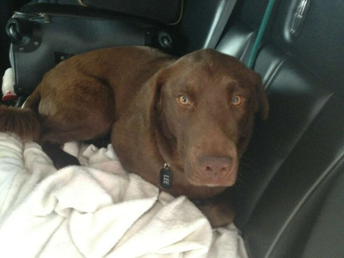 Houston Astros pitcher Lucas Harrell adopted a chocolate Labrador retriever, Lee, about two weeks ago.