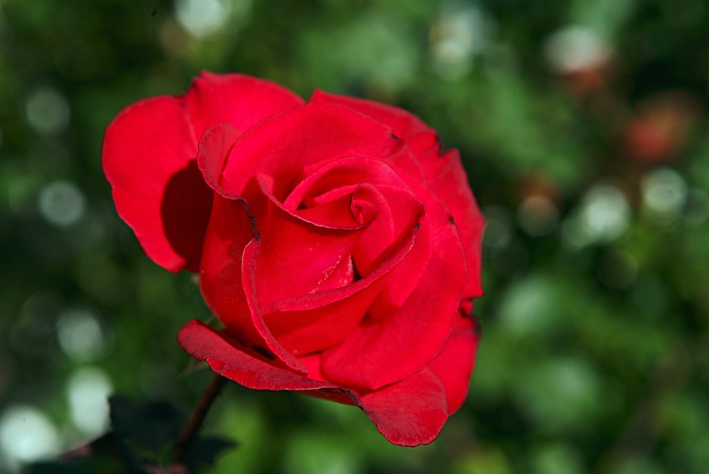 Red roses: classic or cliche?