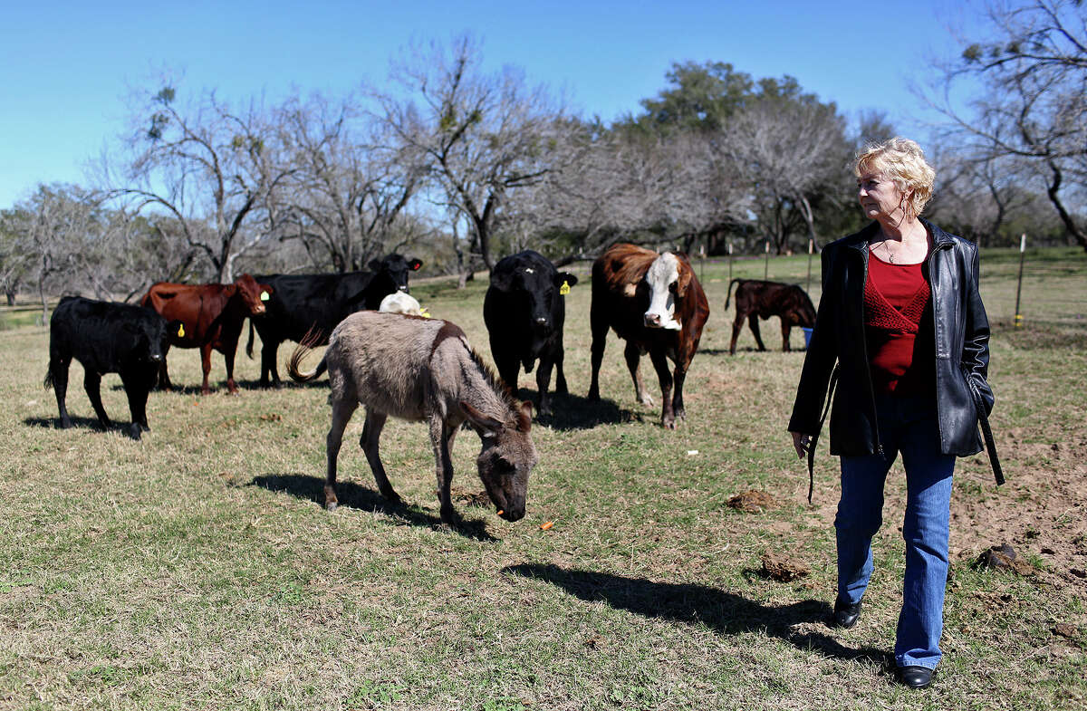 Janet Carlyon, who is fighting pancreatic cancer, walks with her cows and donkey, "Foxy Lady," at her home near Pleasanton.