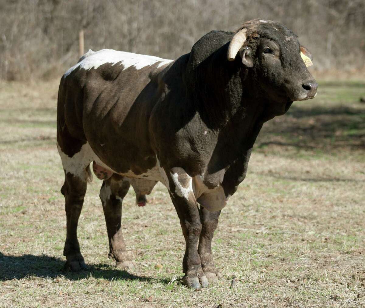 top 93+ Pictures pictures of bucking bulls Completed