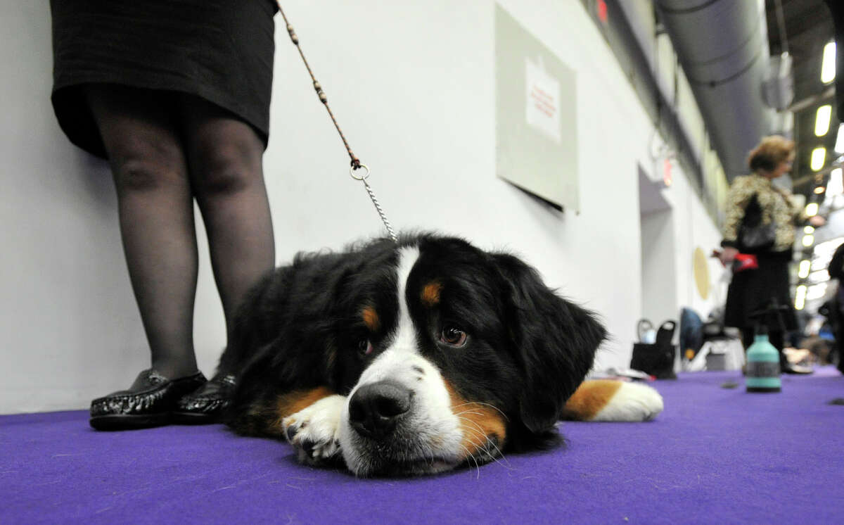 Westminster dog provided comfort after Newtown shootings