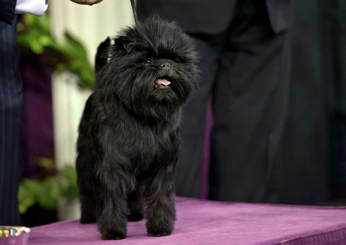 Banana Joe, an affenpinscher and winner of the toy group, was named Best in Show at the Westminster Kennel Club dog show on Tuesday in New York.