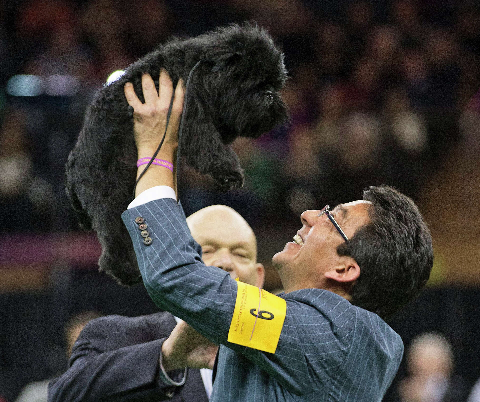 Banana Joe the affenpinscher wins Westminster