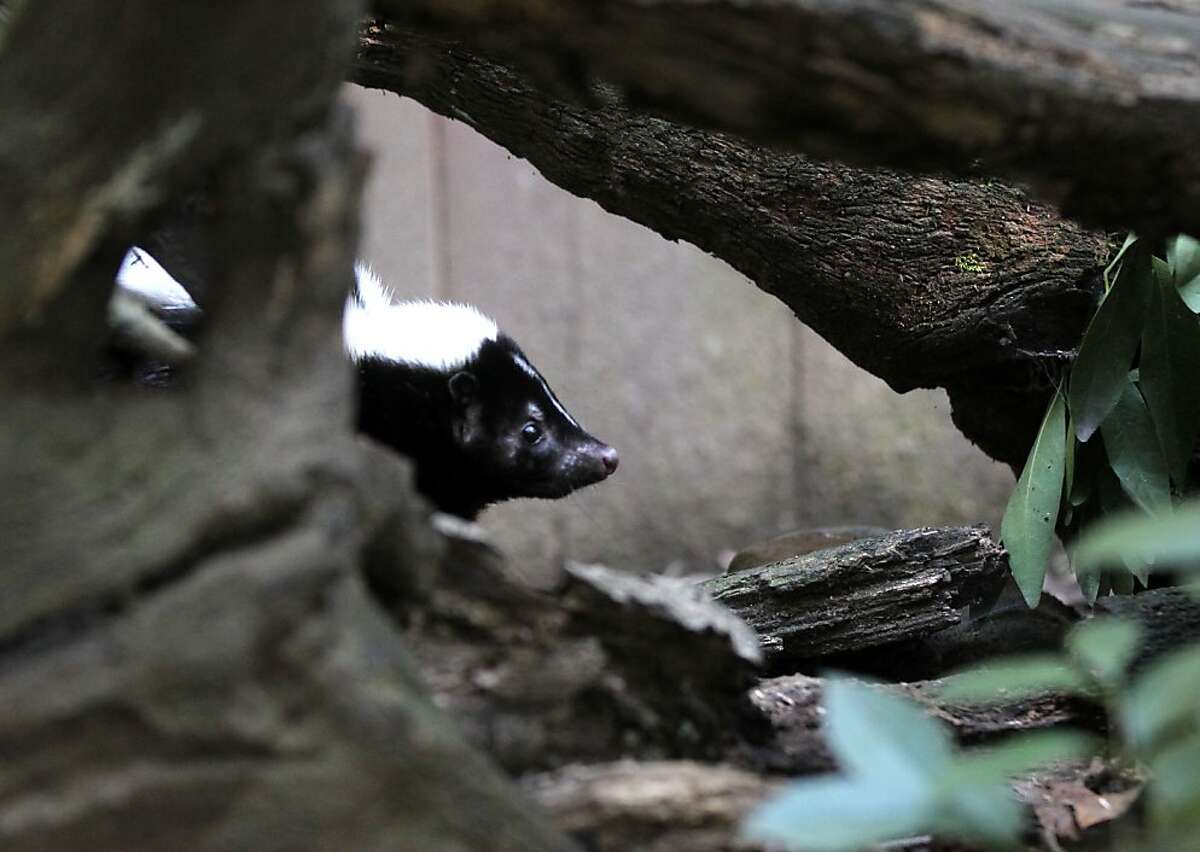 What's that smell? Pepé Le Pew in season