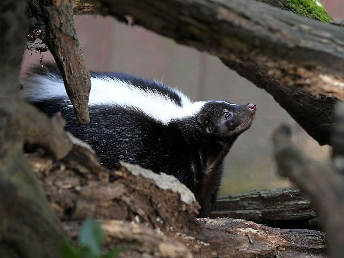 Love is in the air throughout the Bay Area as the skunk-mating season has started Tuesday, February 13, 2013. Shadow the resident skunk at the Sulphur Creek Nature Center in Hayward explores his fenced habitat in Hayward, Calif.
