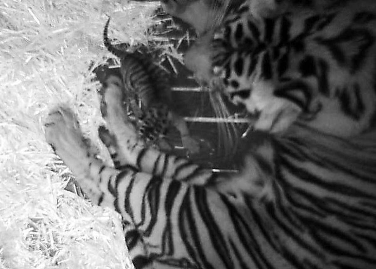 Leanne, a nine and a half year-old year tiger rests hours after the birth of her as-yet unnamed cub on Sunday, February 10th, 2013 in San Francisco, Calif. This photo was taken by a surveillance camera in the "nest box," which is an area created within the tiger's enclosure for giving birth.