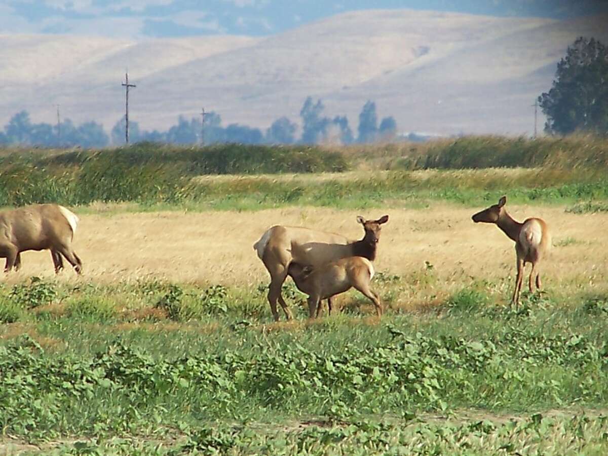 Wildlife on display at Grizzly Island