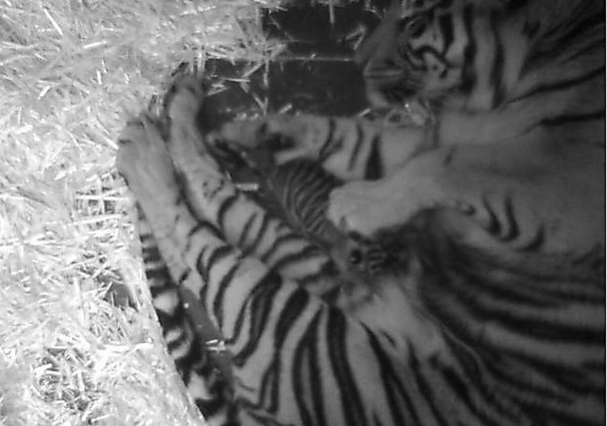 A webcam image of the San Francisco Zoo's new tiger cub, born Sunday, February 10, 2013, cuddling with its mother, Leanne.