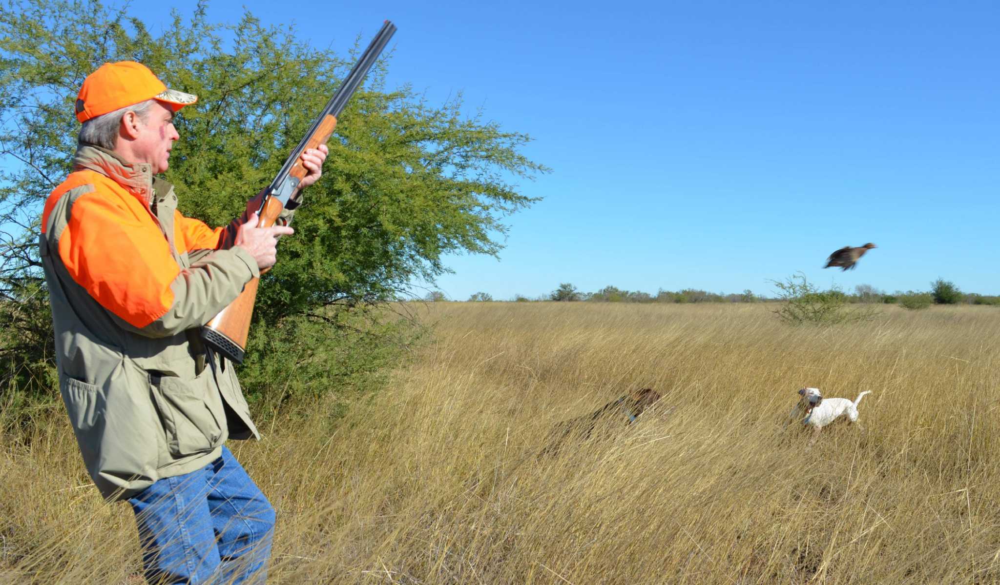 Penraised quail offer option for hunters