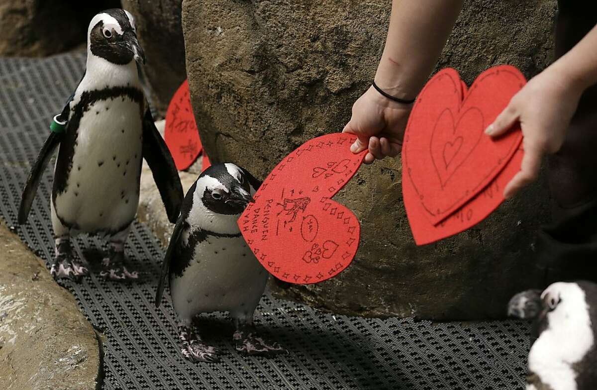Penguins get valentines from California Academy of Sciences visitors