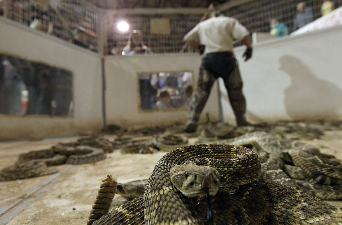 A Western Diamondback Rattlesnake is tended to by a  Jaycee during the annual Rattlesnake Roundup in Sweetwater. A reader is no fan.