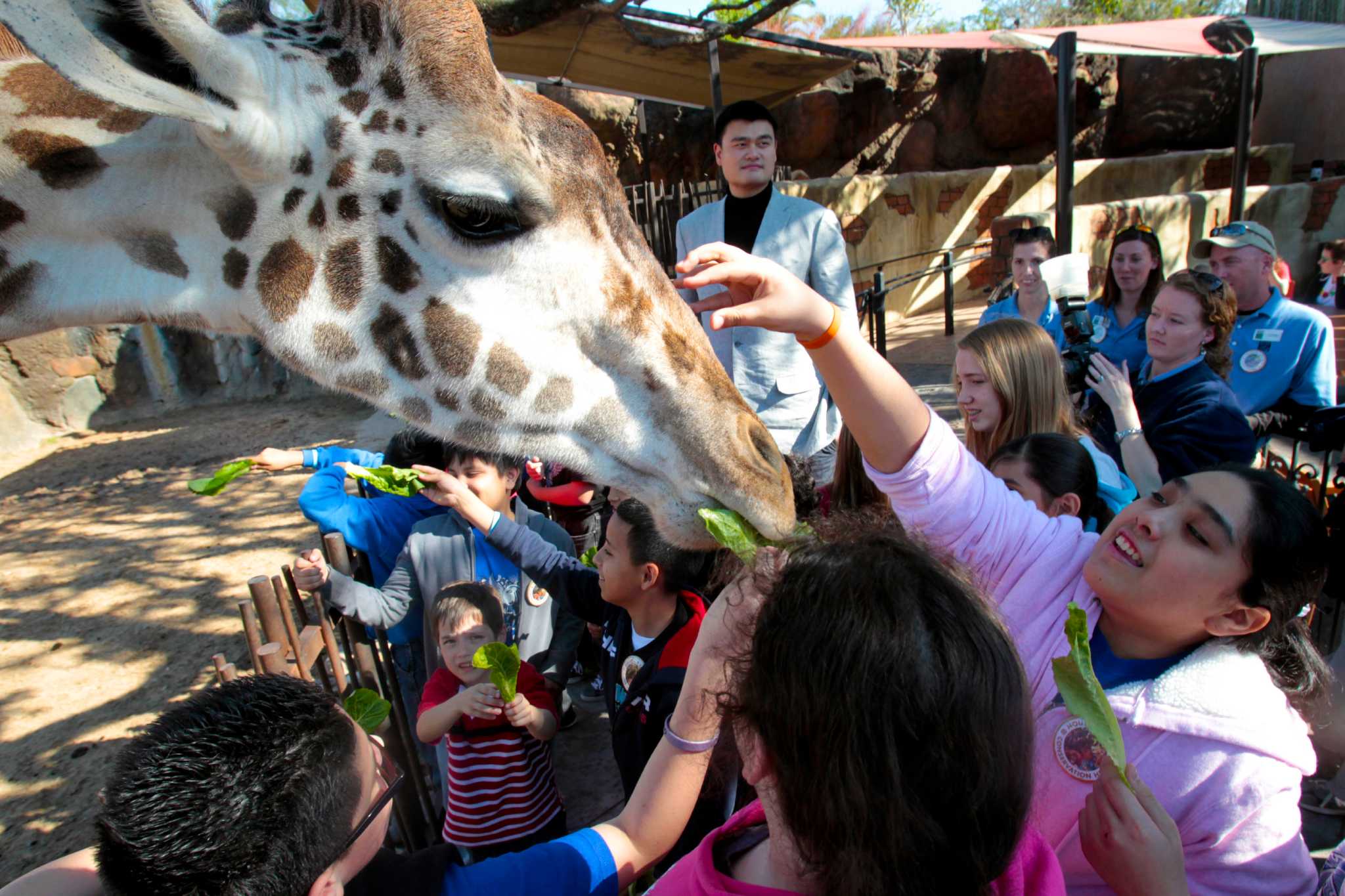 Houston Zoo welcomes baby giraffe