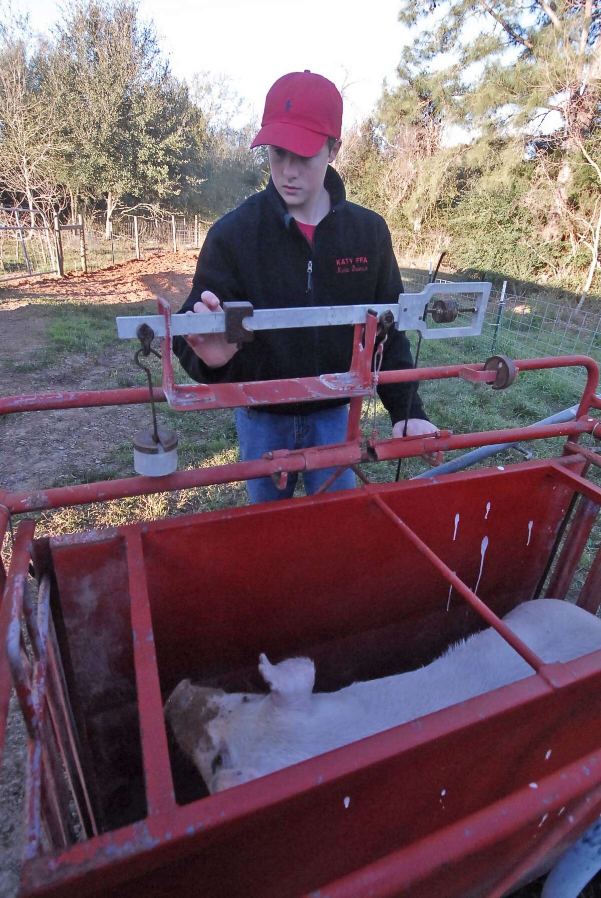 Katy High School FFA student Kaleb Dautrich checks the weight of one of the pigs he is raising for the Katy ISD Livestock Show & Rodeo.