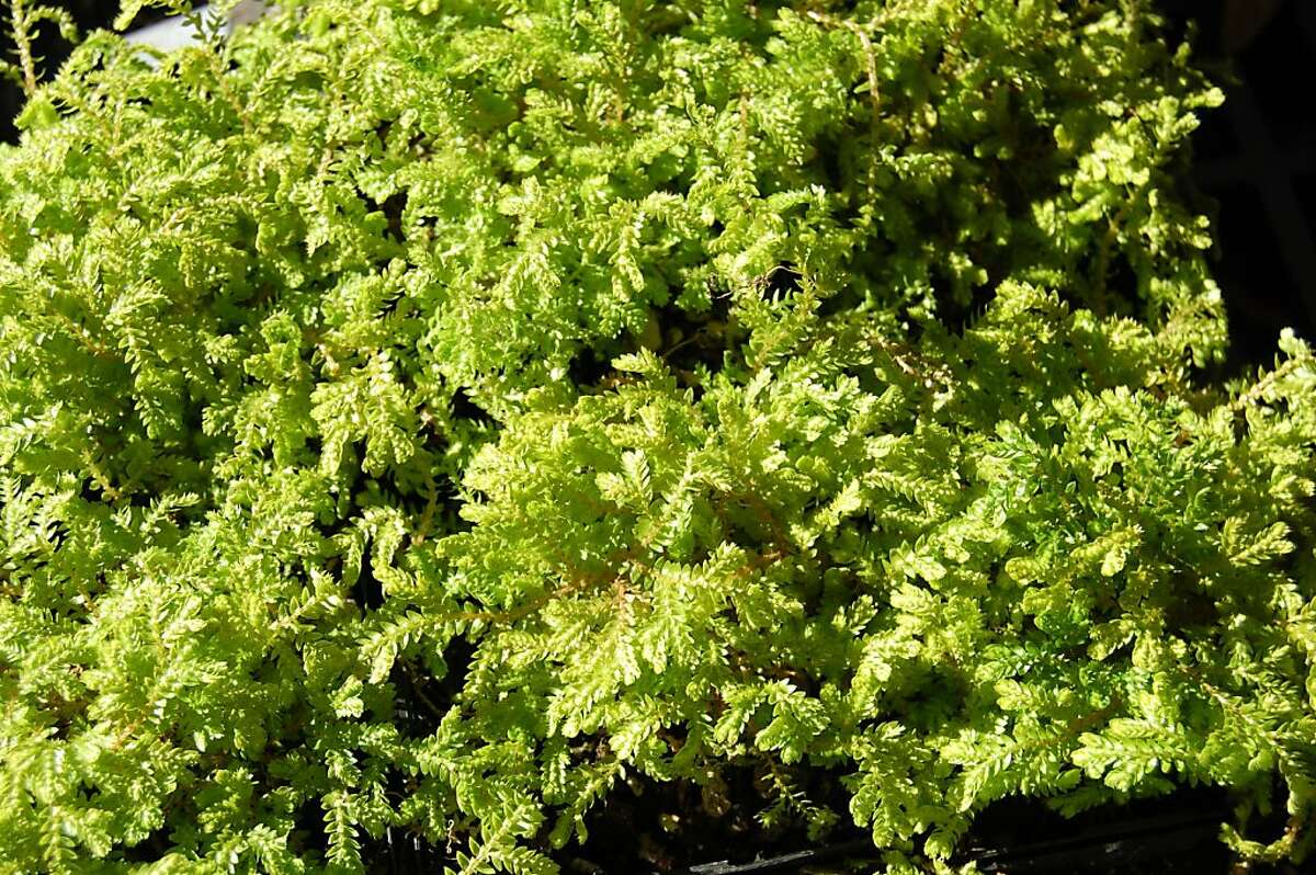 Spikemoss, a low-growing carpet