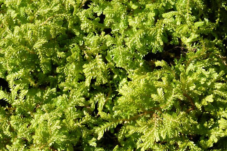 Spikemoss, a lowgrowing carpet SFGate