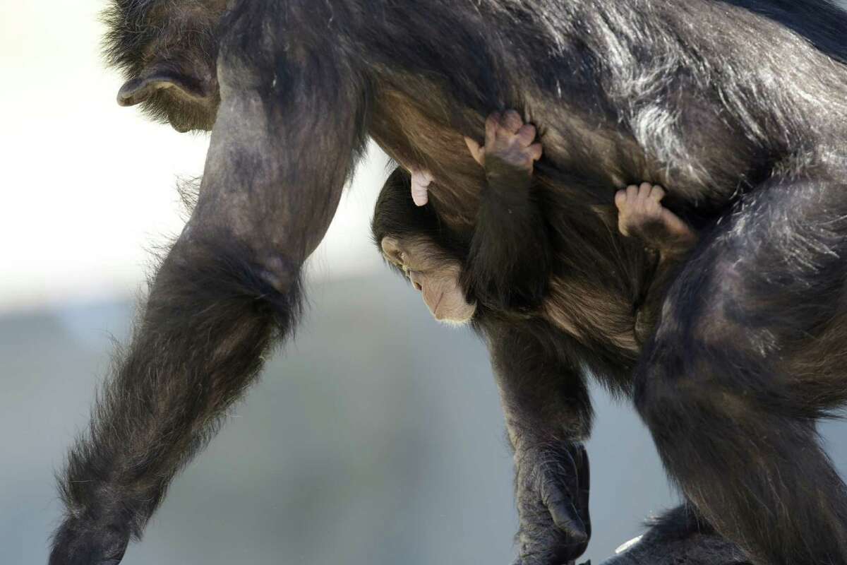 A mother chimp carries her baby at Chimp Haven in Keithville, La., Tuesday, Feb. 19, 2013. One hundred and eleven chimpanzees will be coming from a south Louisiana laboratory to Chimp Haven, the national sanctuary for chimpanzees retired from federal research.