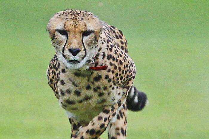 how dogs are helping cheetahs