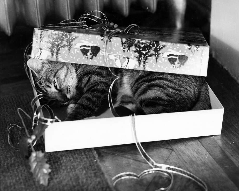 Historic photos of cats being adorable 18971979 Darien News