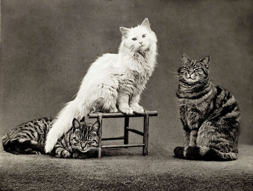 Historic photos of cats being adorable 18971979