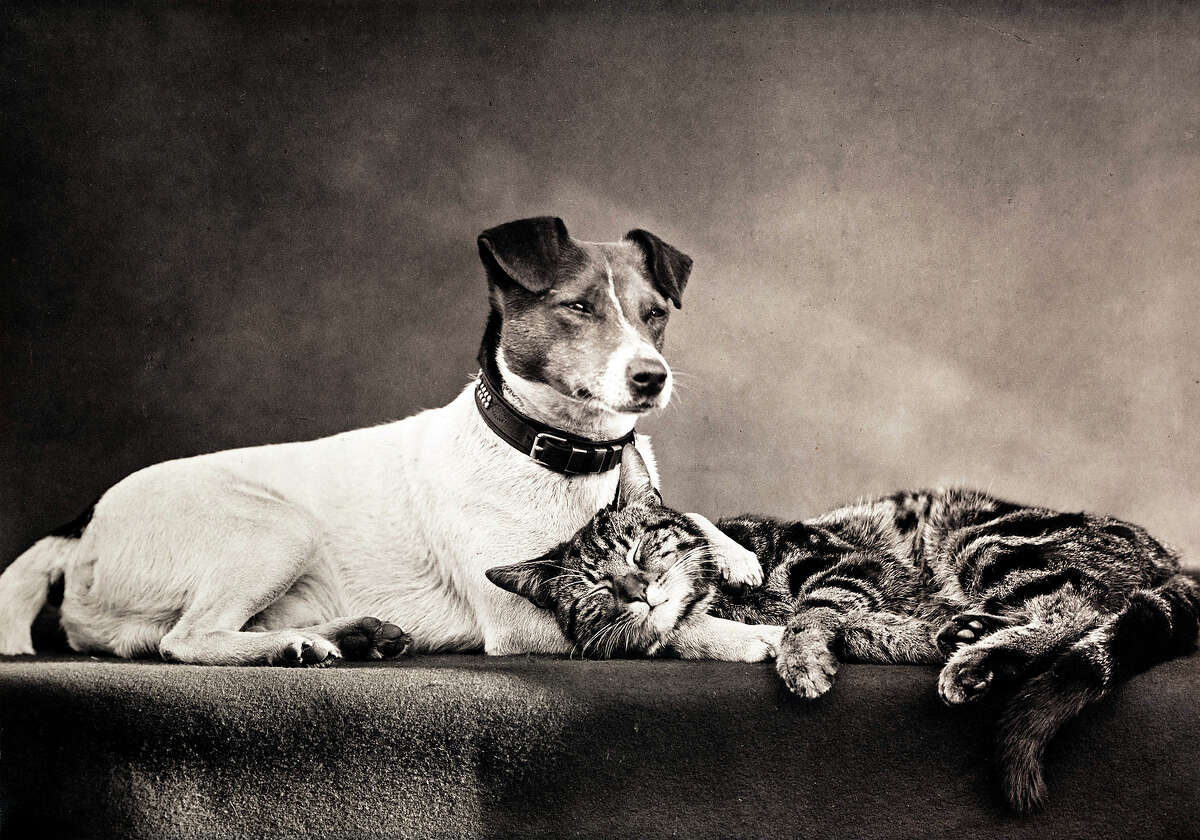 World's greatest cat painting, commissioned by S.F. woman in 1800s