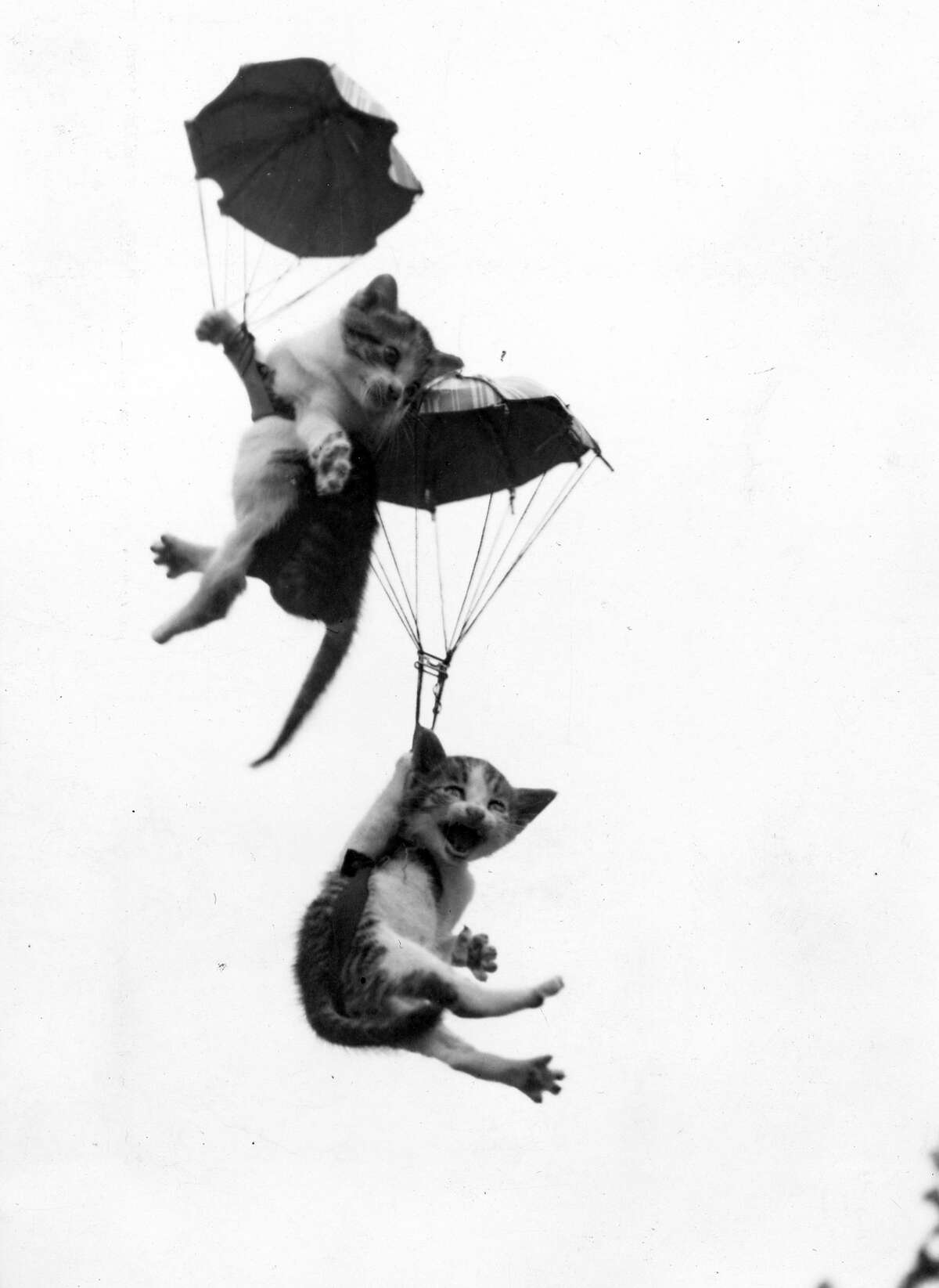 Кошачий парашют