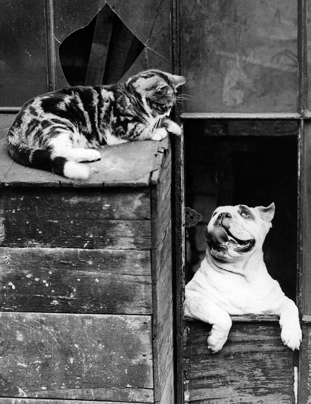 Why you should own a cat, according to science