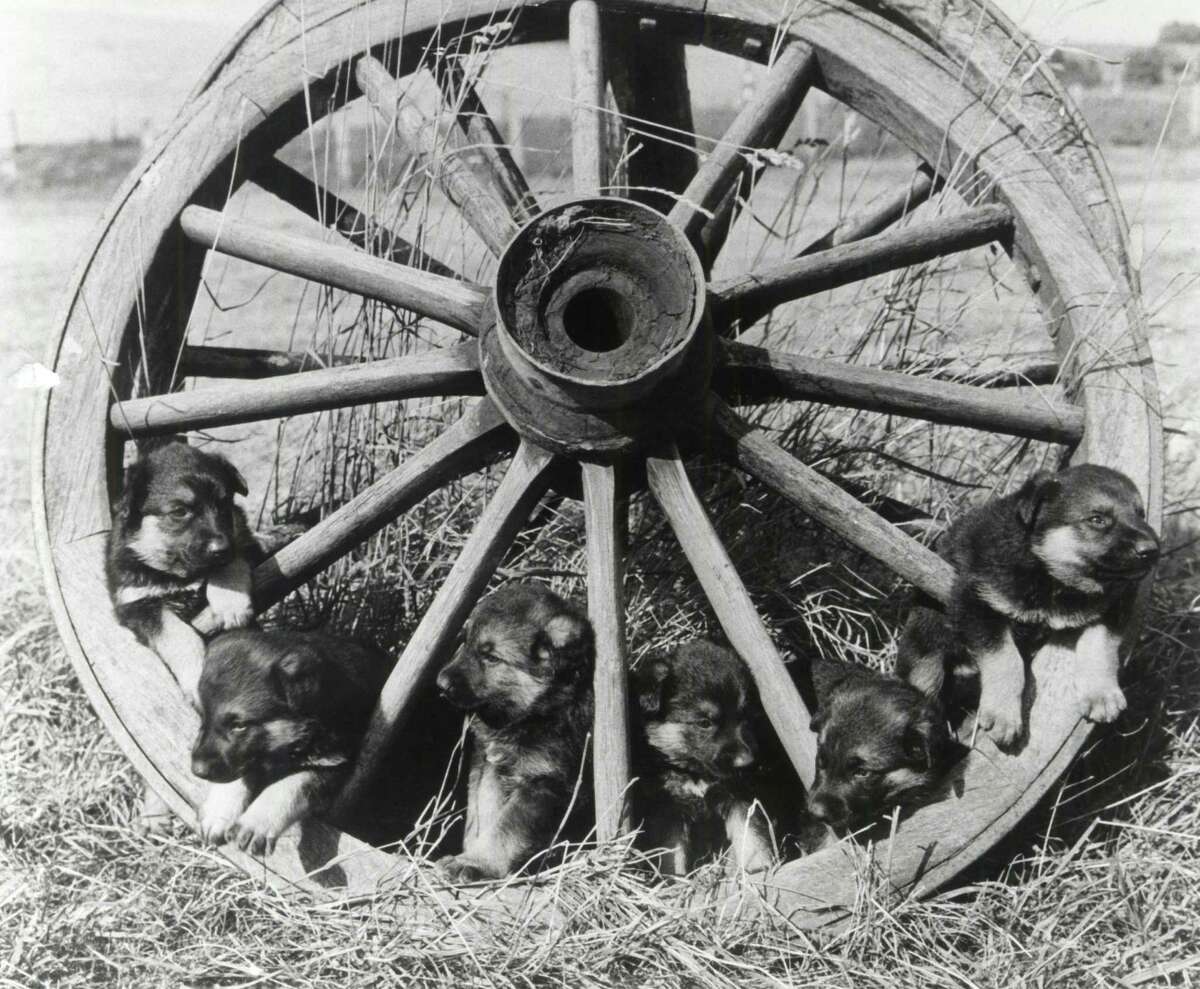 Puppies on a wheel, 1900.