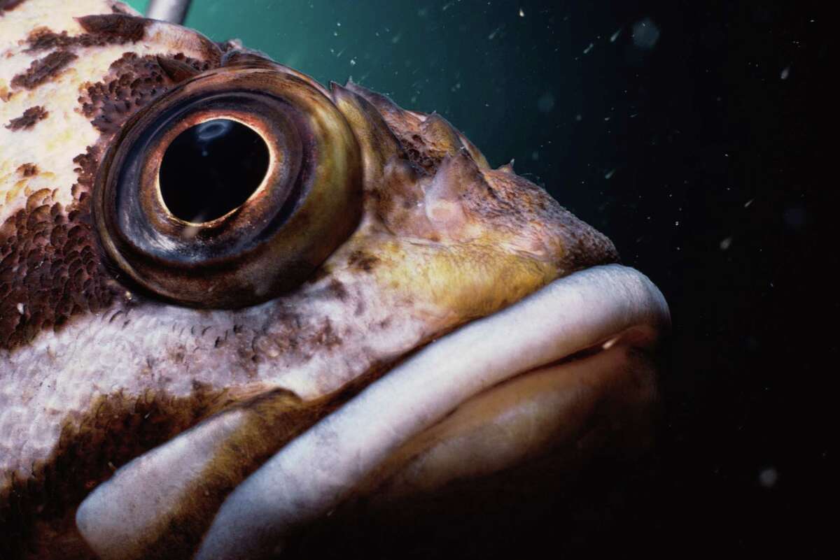 Seattle sushi bars, groceries sell imposter fish, study says