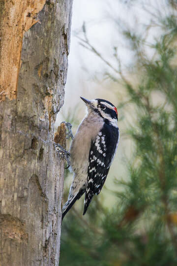 Woodpeckers' drumming makes their presence known - HoustonChronicle.com
