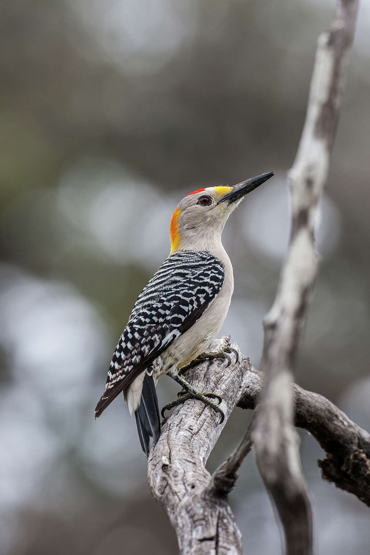 Woodpeckers' drumming makes their presence known