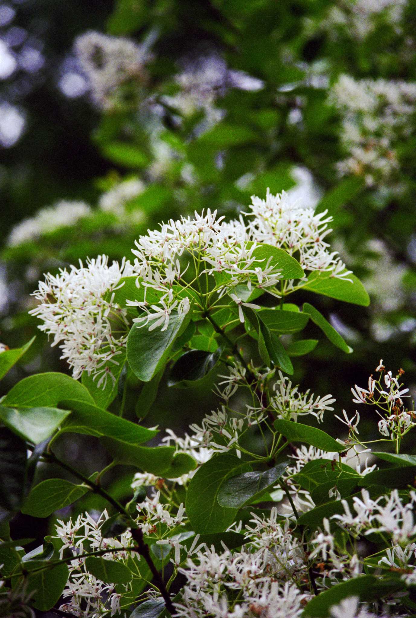 Fringe tree slow to drop last year's foliage
