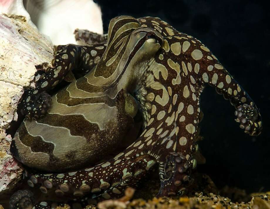 octopus with two moods