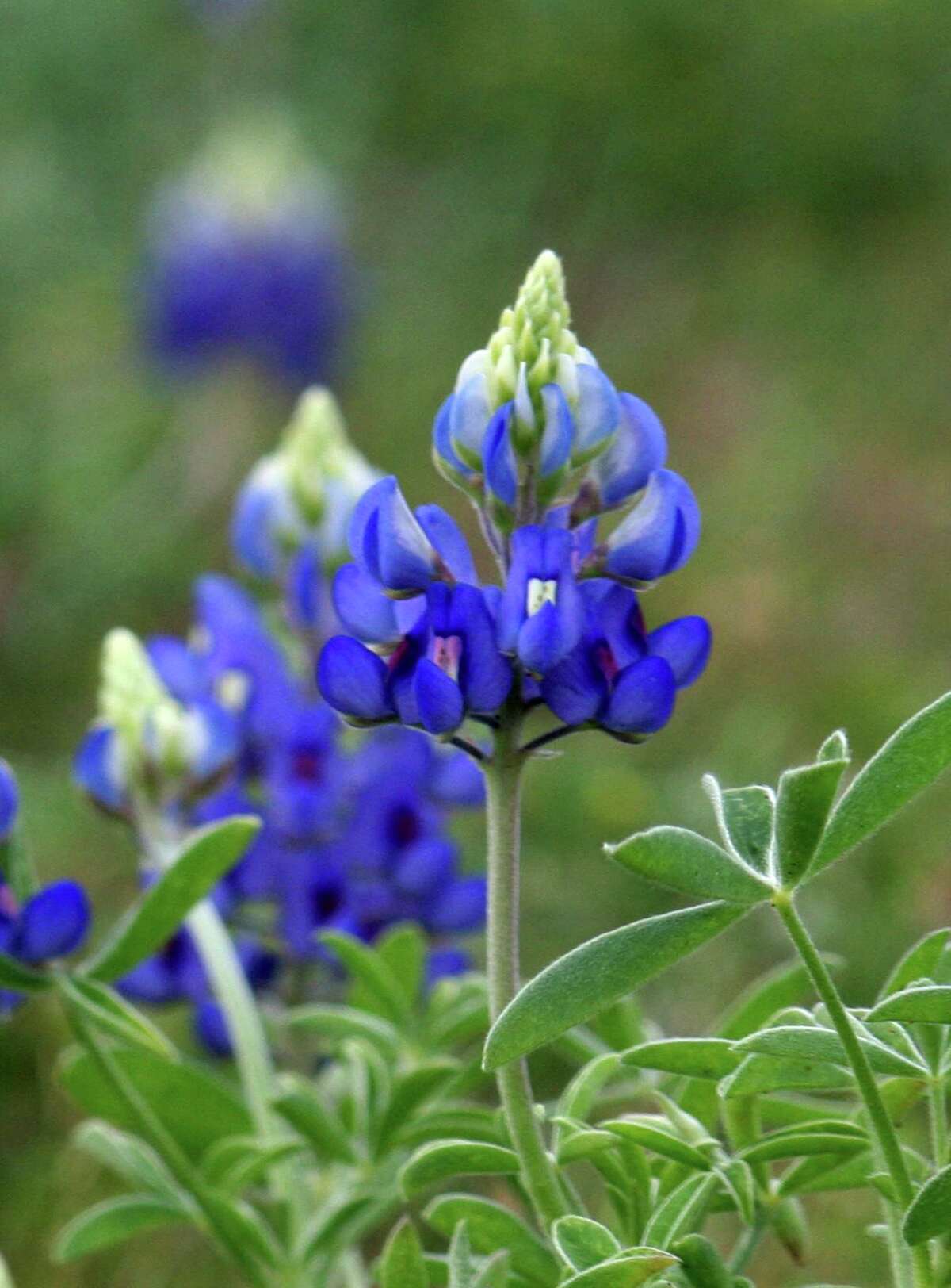 In this file photo from March 26, 2009, bluebonnets were in bloom near T.C. Jester at 11th Street and White Oak Bayou.