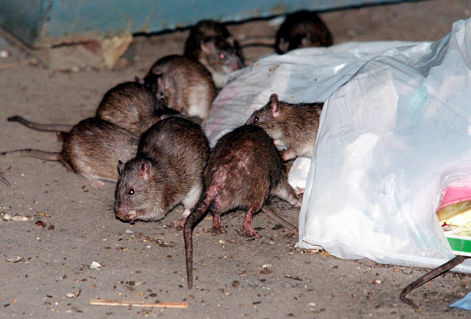 New York rat tales grow after Sandy
