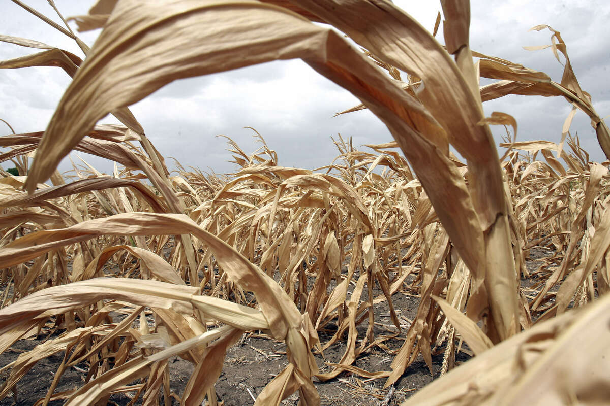Farmers are reluctant to plant more corn in the drought.