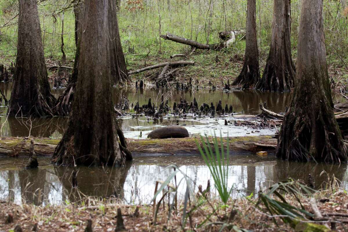 An old tire discarded amid a group of cypress trees indicates the neglect at Davis Hill State Park, about 45 minutes east of Houston. The tract was acquired by the state in 1983 but never developed for public use.