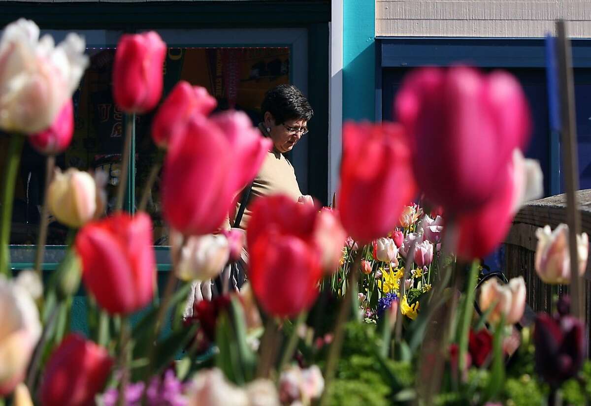 Pier 39 comes alive with Tulipmania