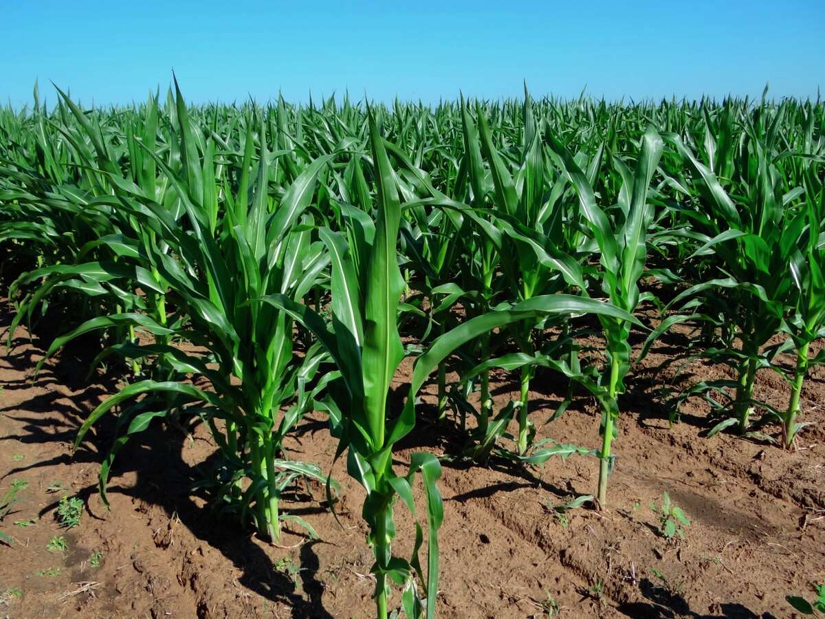 Falling gasoline consumption and increased foreign output of corn have pulled corn's price below the previously forecast $7.20 a bushel, U.S. Department of Agriculture economists say.