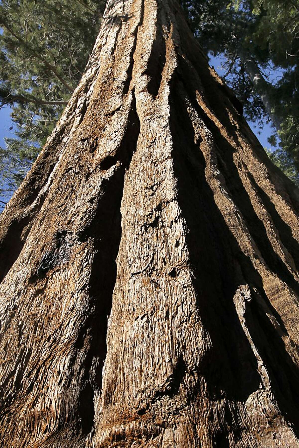 Some of the trees may exceed 3,000 years of age at the Mariposa Grove of Giant Sequoias in Yosemite National Park. Yosemite National Park on Tuesday Feb. 26, 2013, has released the Restoration of the Mariposa Grove of Giant Sequoias Draft Environmental Impact Statement with the primary goal being to restore giant sequoia habitat and improve the visitor experience.