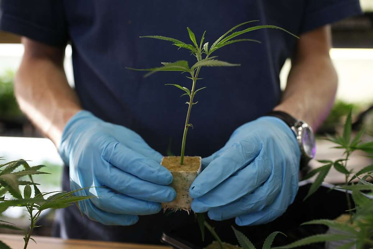 In this file photo, a sales associate at an Oakland pot dispensary sells different varieties of California grown marijuana plants, "clones," to patients at the dispensary in Oakland.