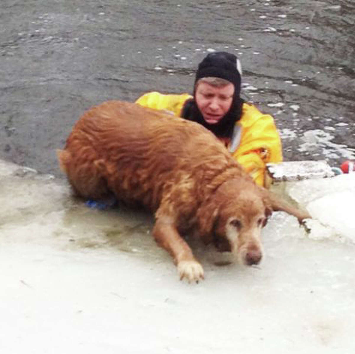dog, ice, freeze, rescue, firefighters