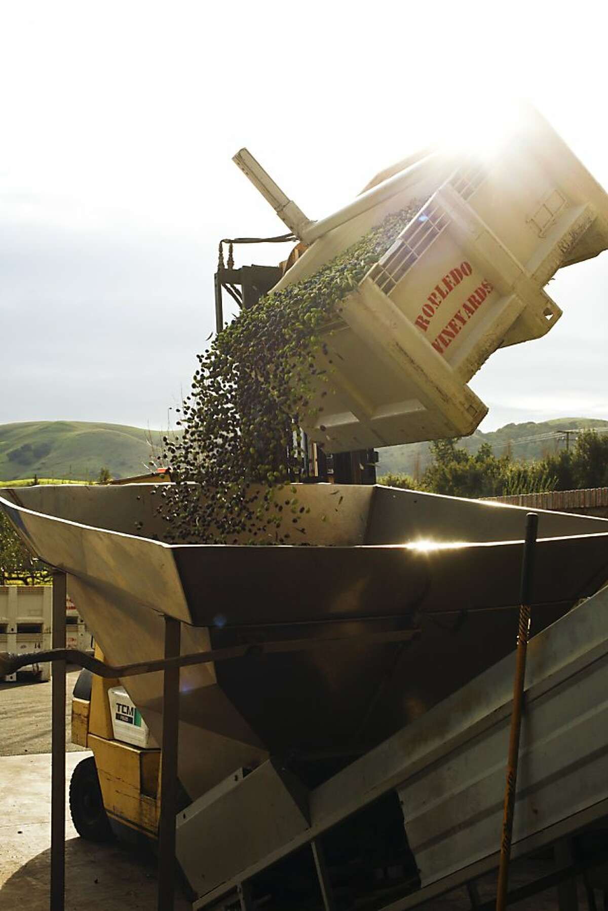Olives going into the olive press at The Olive Press as seen in Sonoma, California, on Thursday, December 20, 2012.
