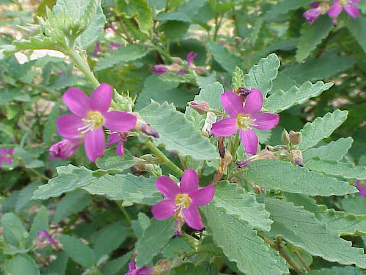 Color Your Sun Garden With Perennials