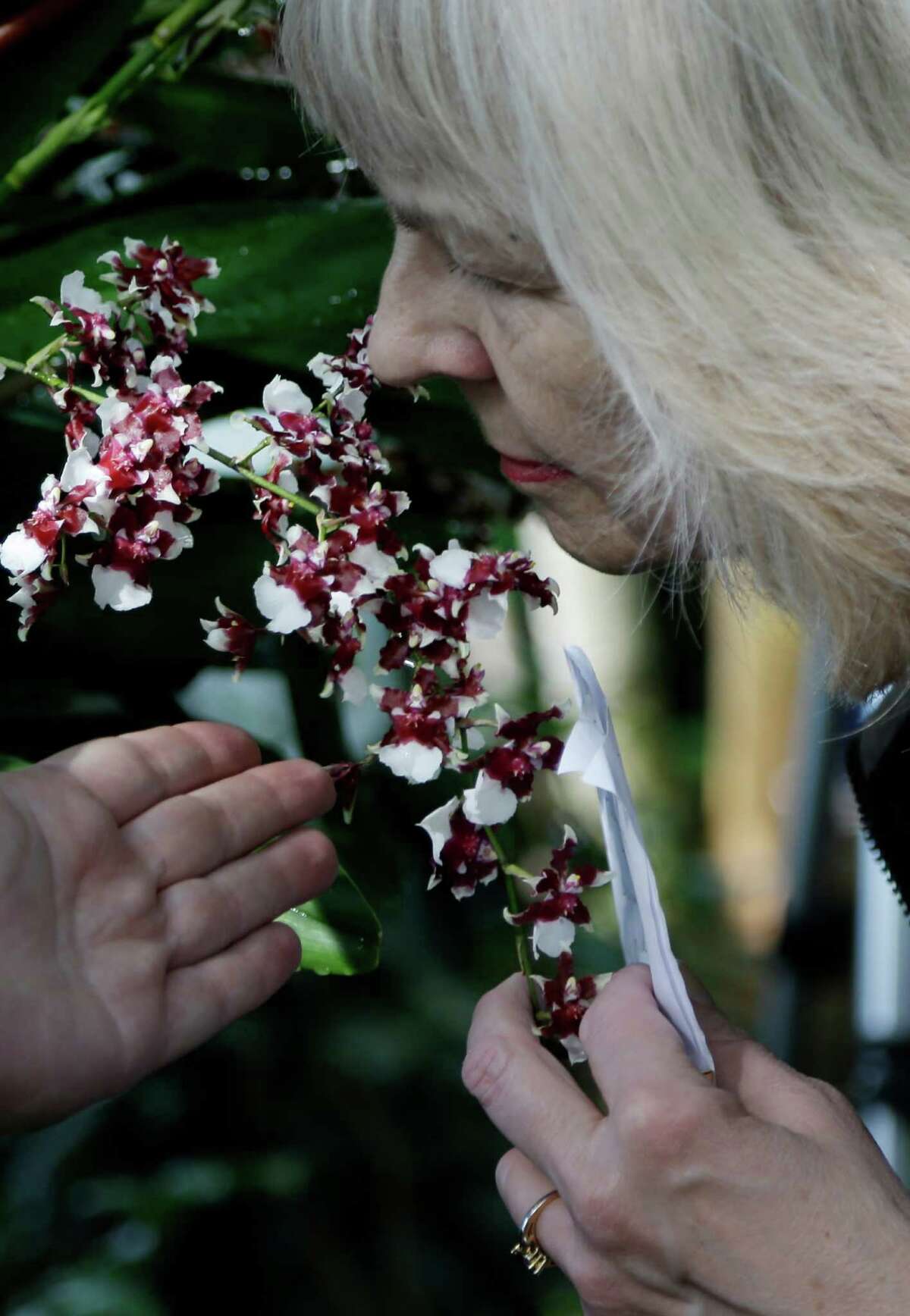 A woman smells Sharry Baby, also known as the chocolate orchid, during a press preview of the orchid show at the New York Botanical Gardens in New York, Thursday, Feb. 28, 2013. The botanical gardens will open their annual orchid show to the public on March 2, 2013