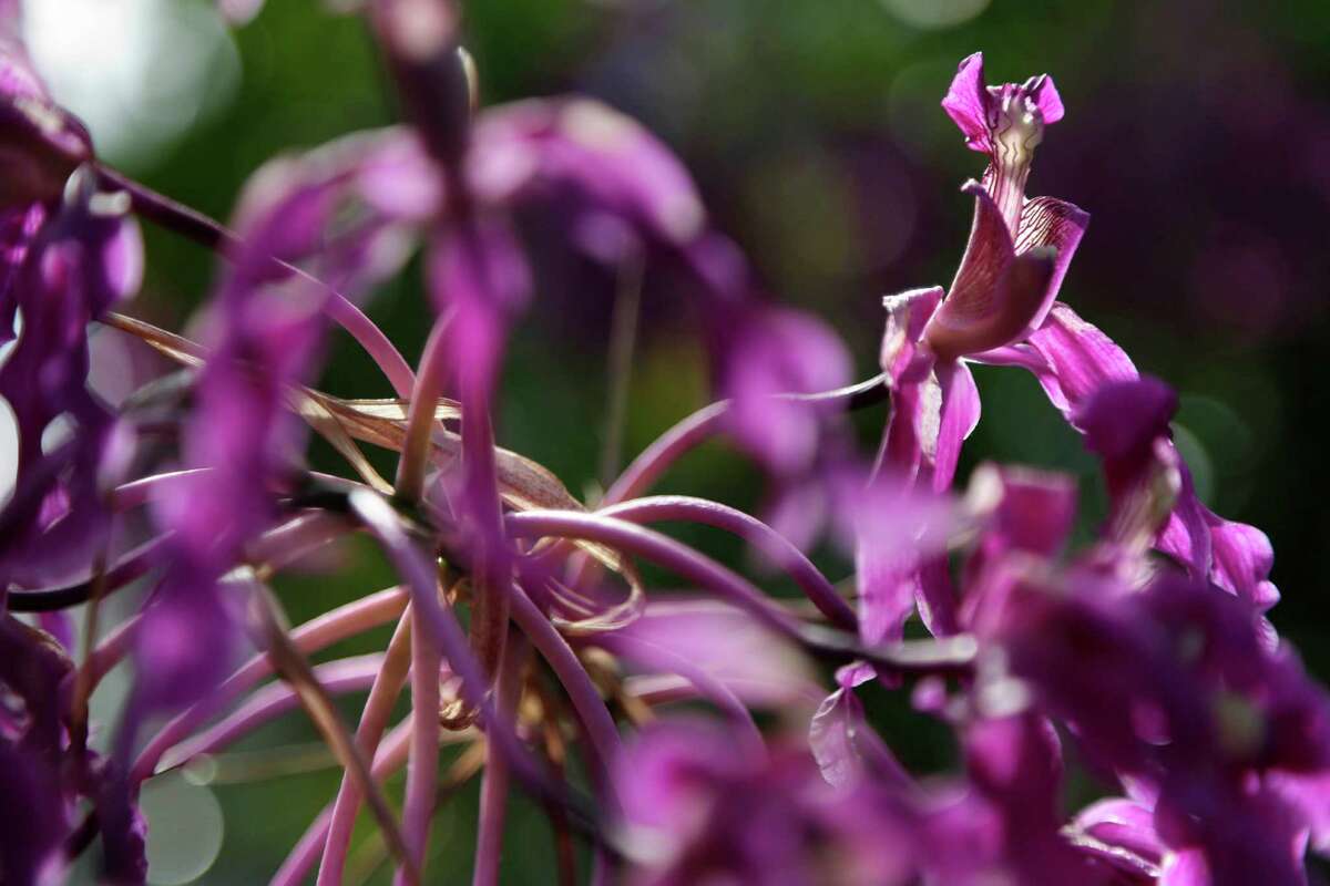 Laelia superbiens are displayed at the New York Botanical Gardens in New York, Thursday, Feb. 28, 2013. The botanical gardens will open their annual orchid show to the public on March 2, 2013