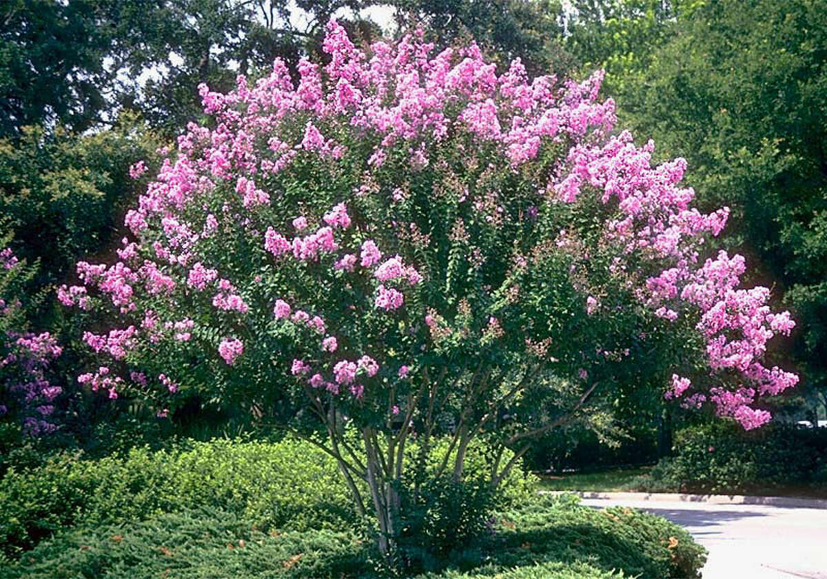 Crape myrtles come in a variety of sizes and colors to complement any sunny area of a landscape.