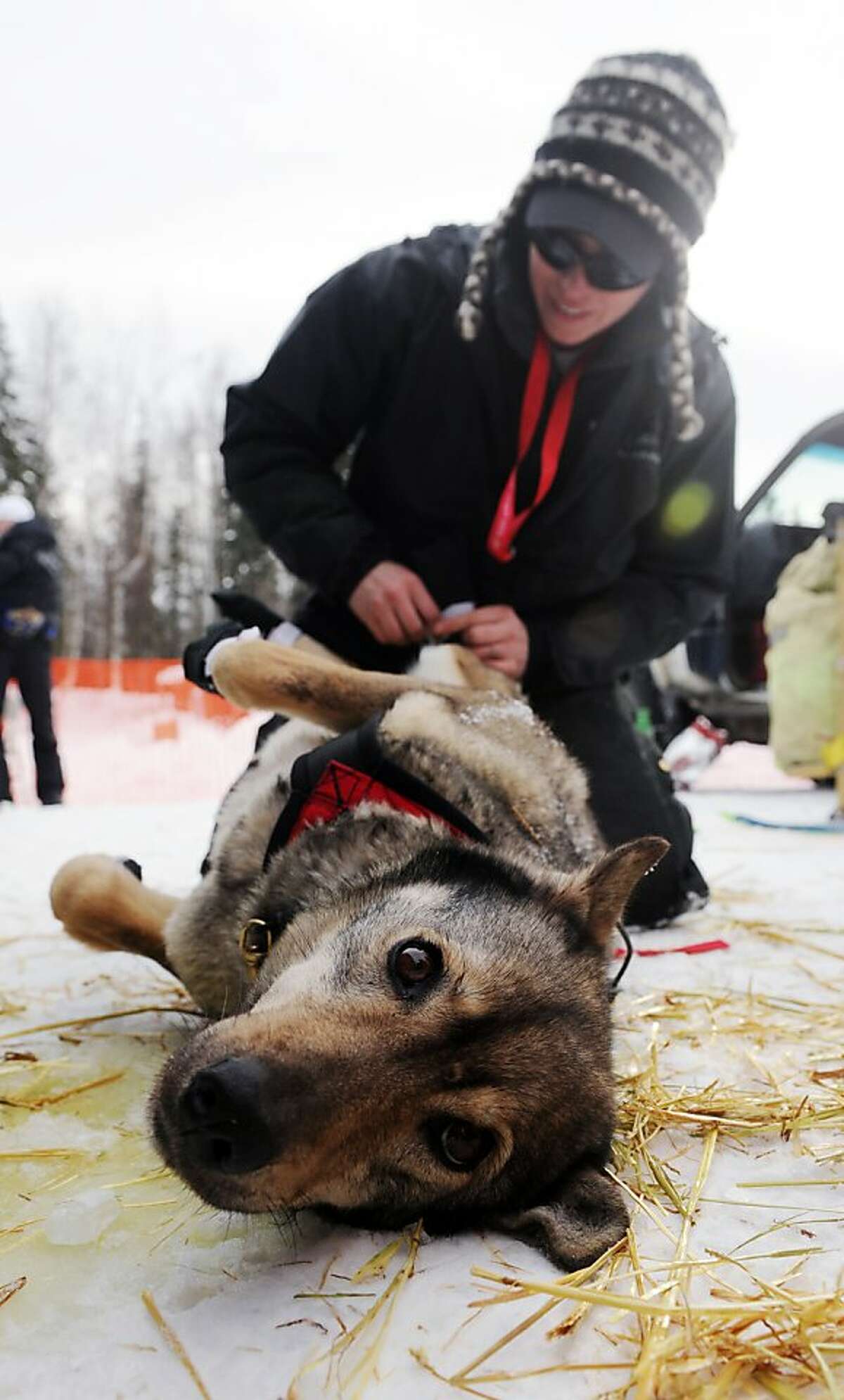 The 2013 Iditarod Race begins