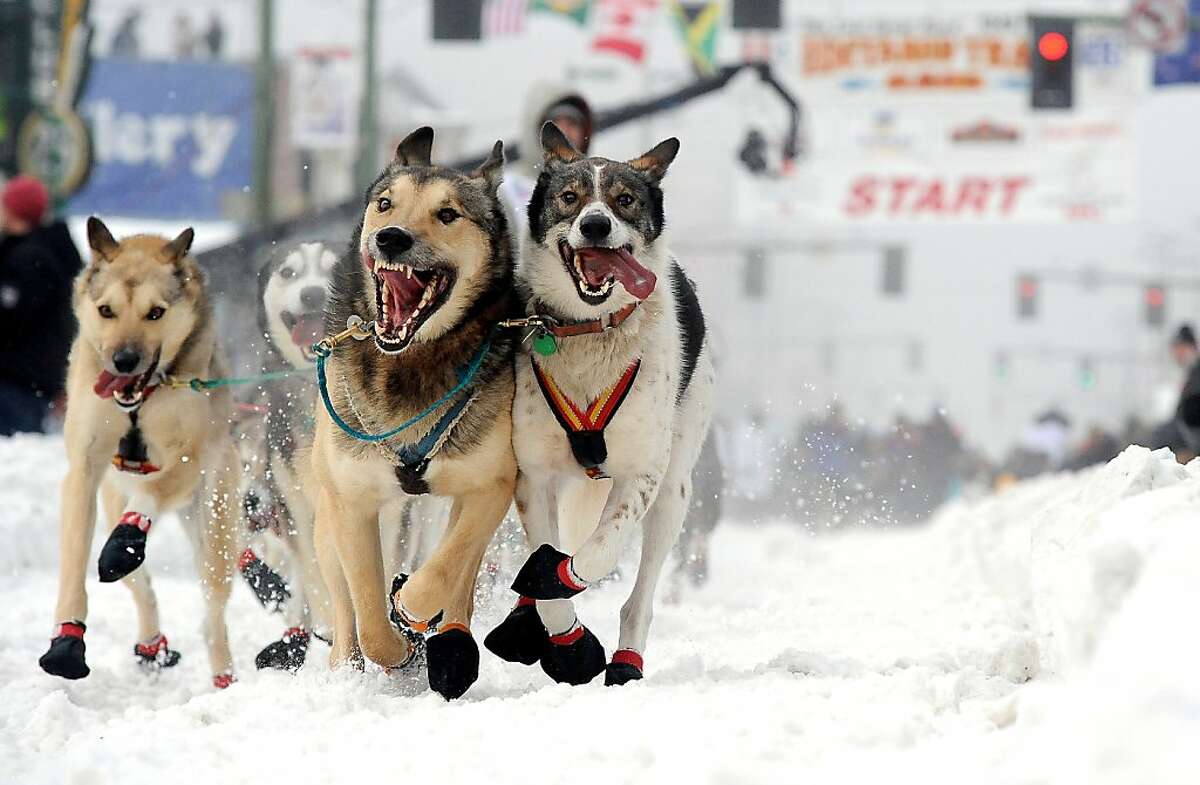 The 2013 Iditarod Race begins