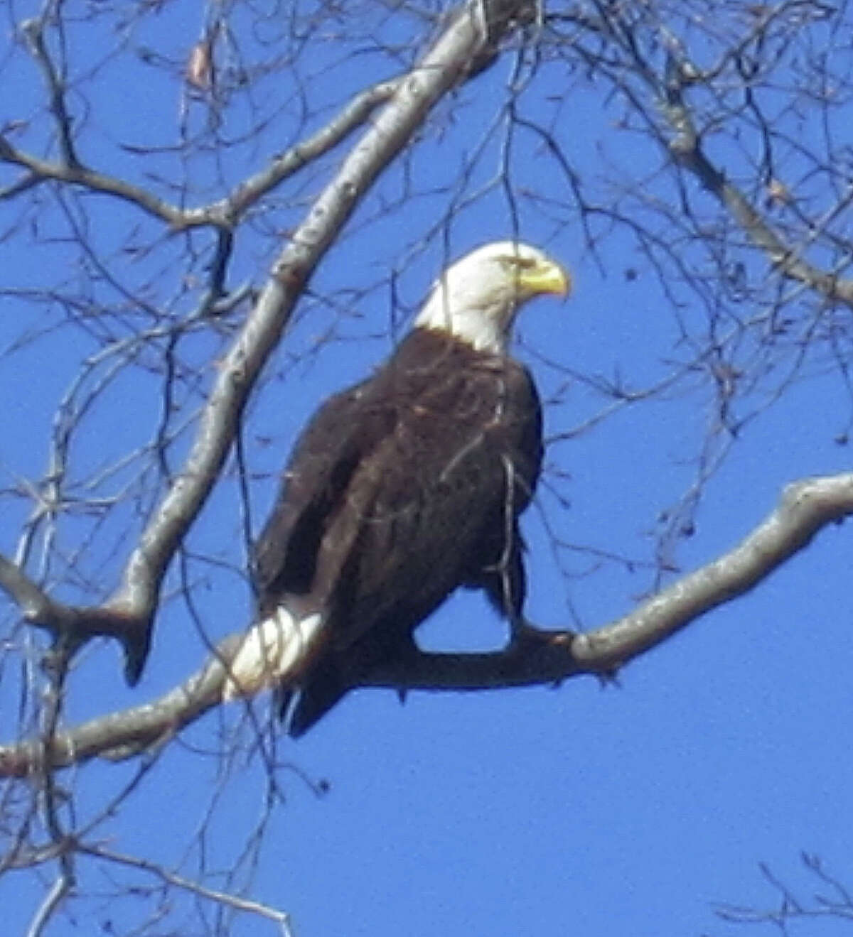Greenwich resident Sandy Soule spotted this bald eagle by her home along the Mianus River just before 1 p.m. Tuesday.